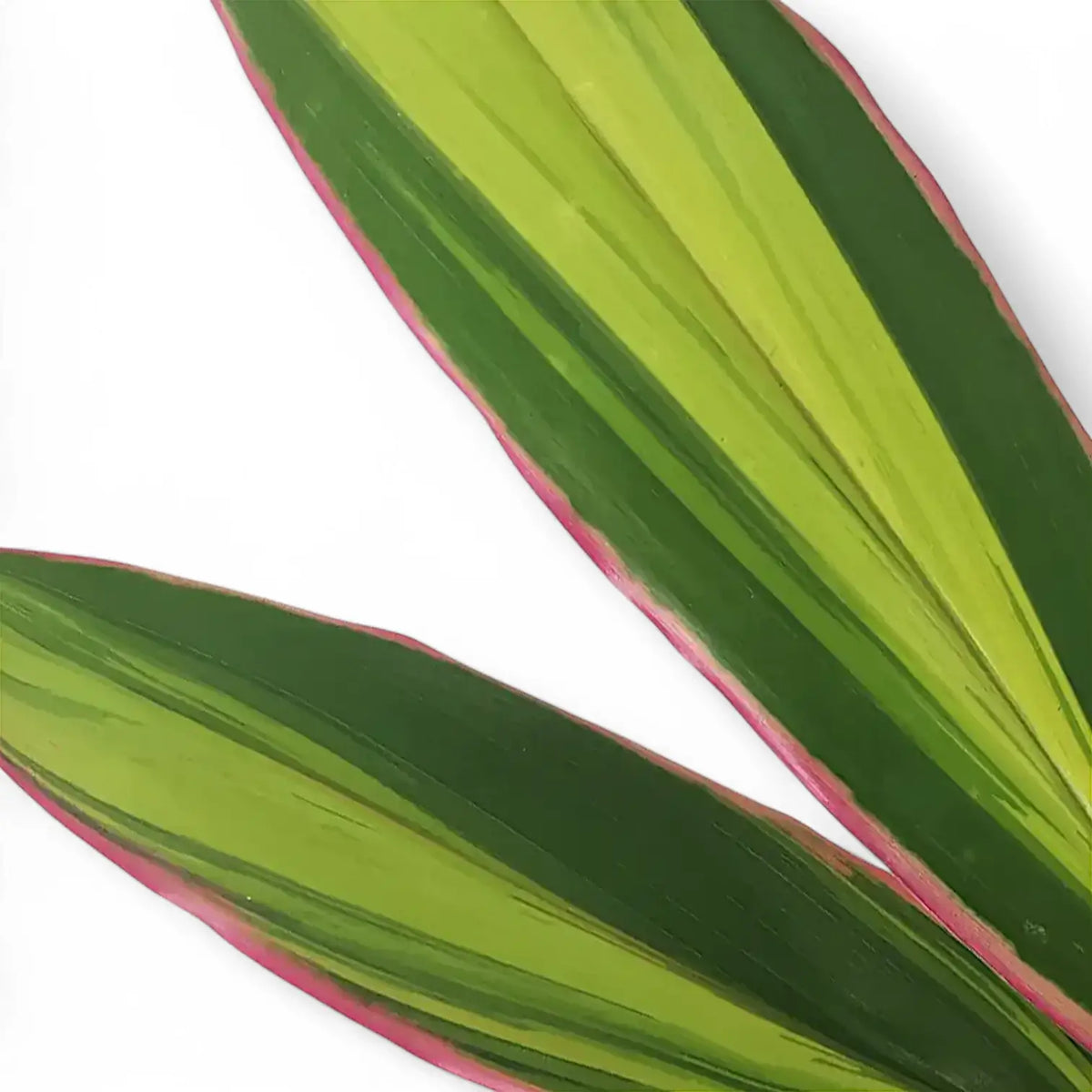 Cordyline fruticosa 'Kiwi' – Blattdetail vor weißem Hintergrund..