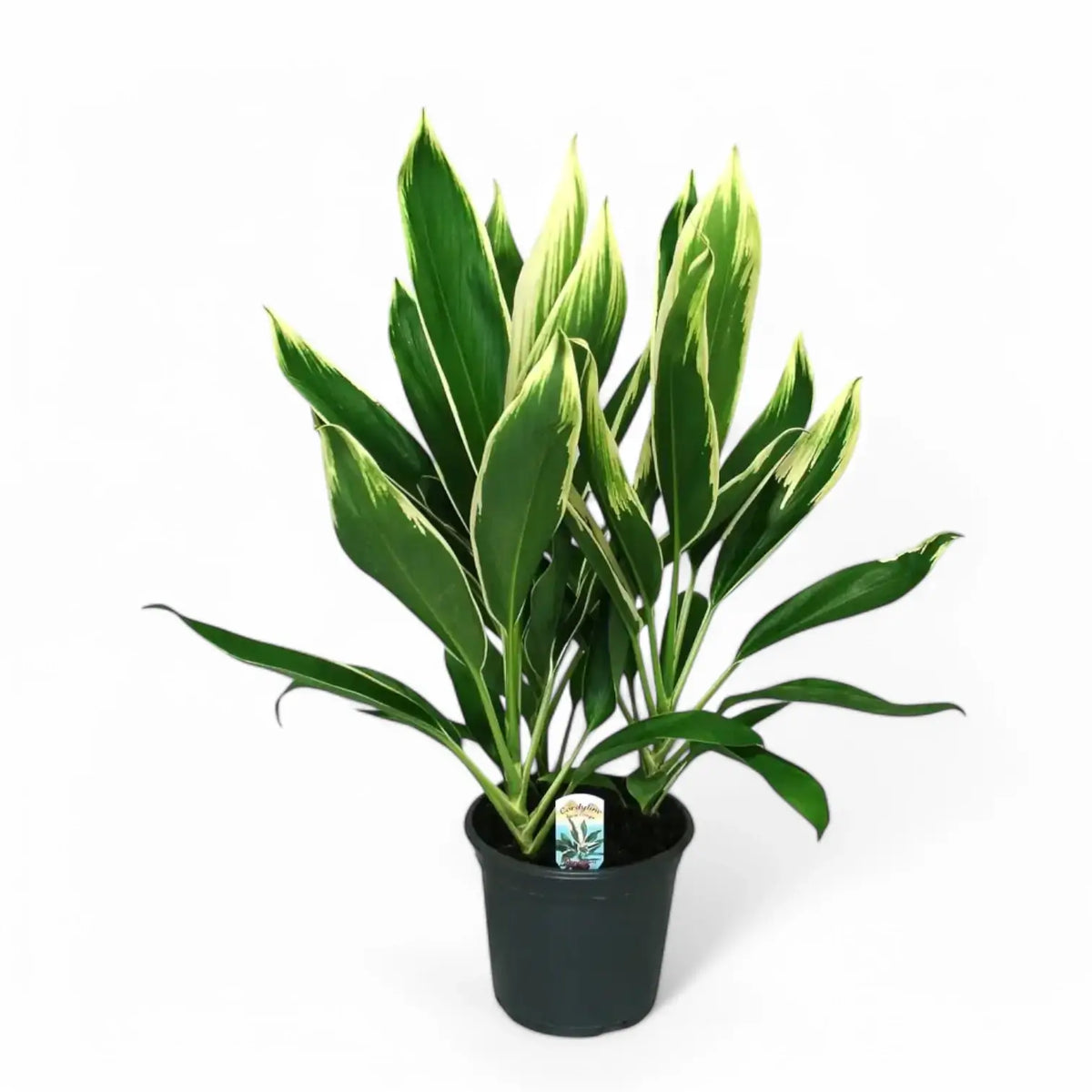 Cordyline fruticosa 'New Conga' potted plant in nursery pot on white background.