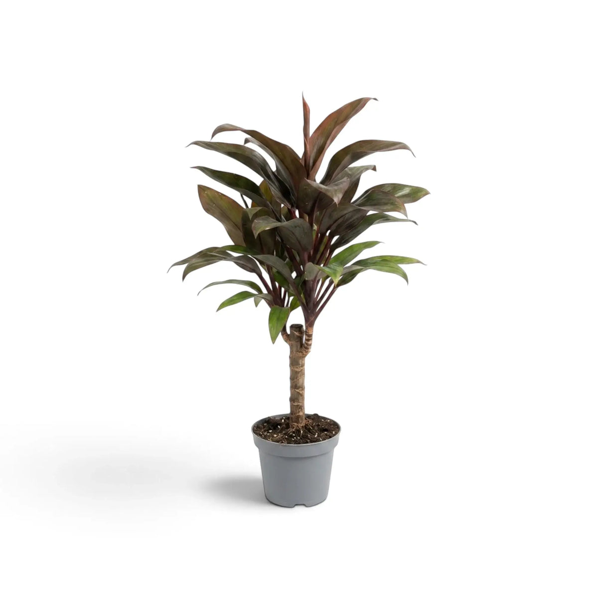 Cordyline fruticosa ‘Purple Compacta’ im Kulturtopf mit kompakten, aufrechten Trieben und purpurroten Blättern