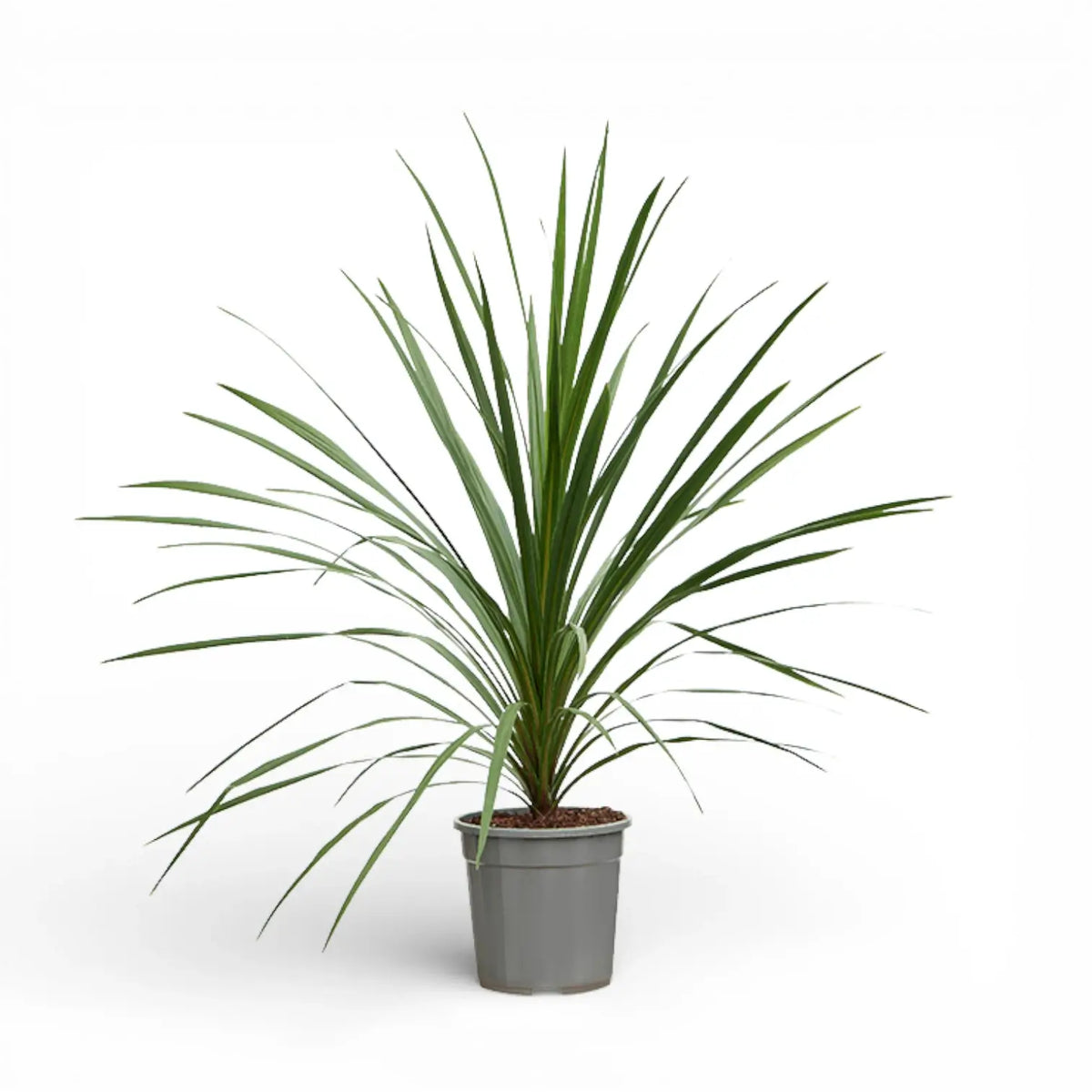Cordyline australis als Topfpflanze im Kulturtopf vor weißem Hintergrund.