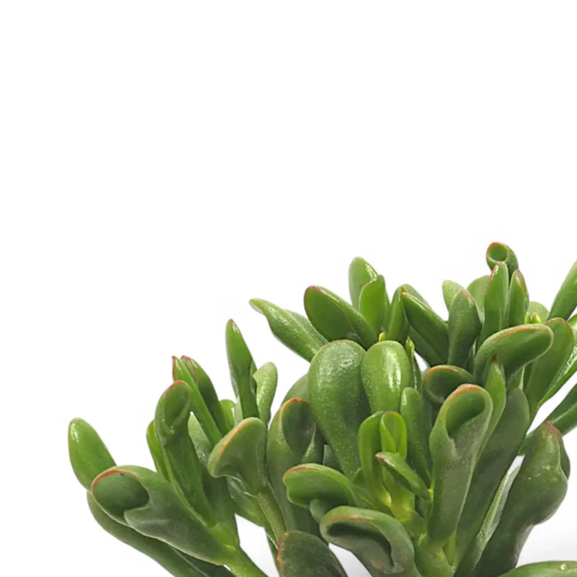 Nahaufnahme eines Blatts von Crassula ovata 'Horn Tree' vor weißem Hintergrund.