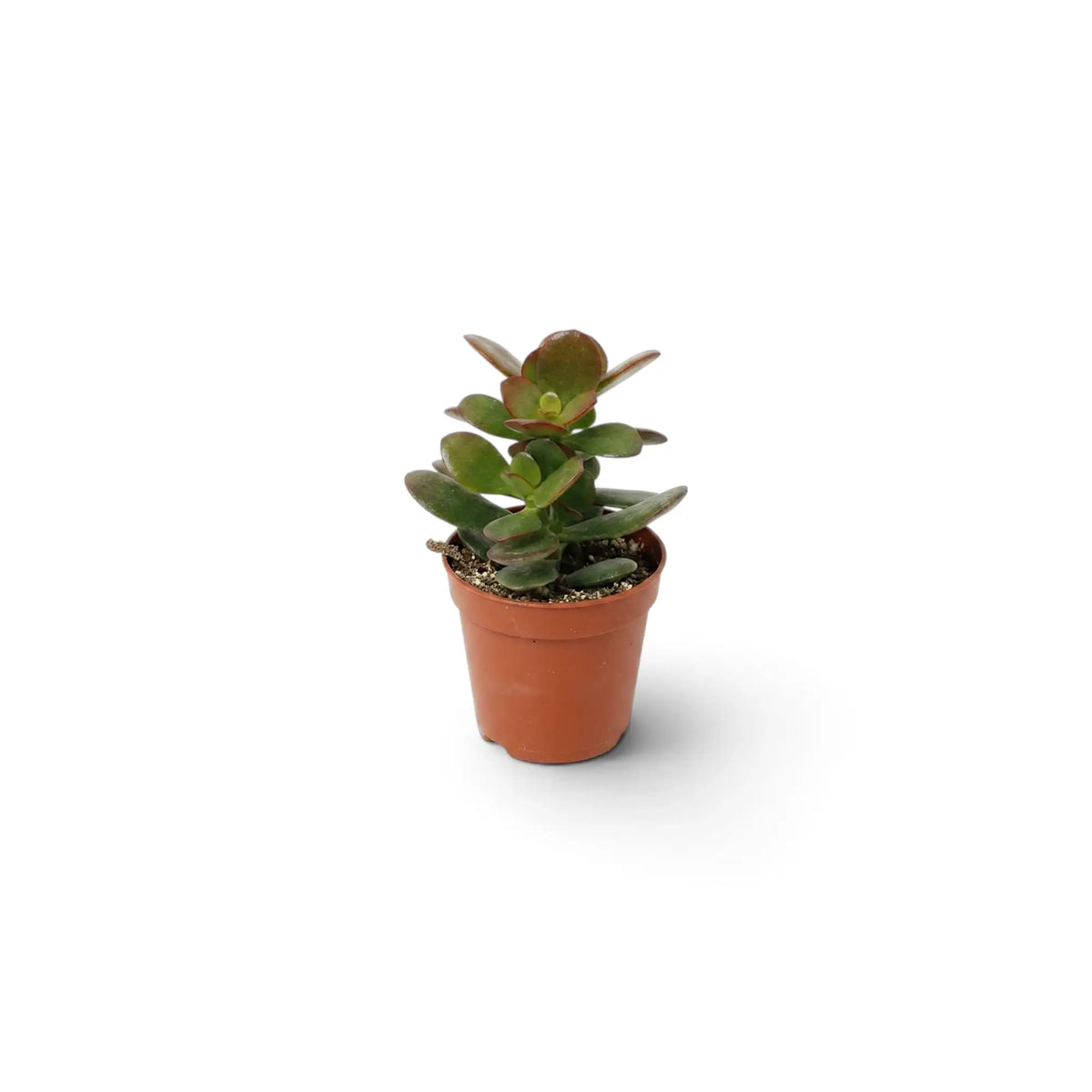 Baby Crassula ovata 'Minor' with compact branching growth and rounded green leaves