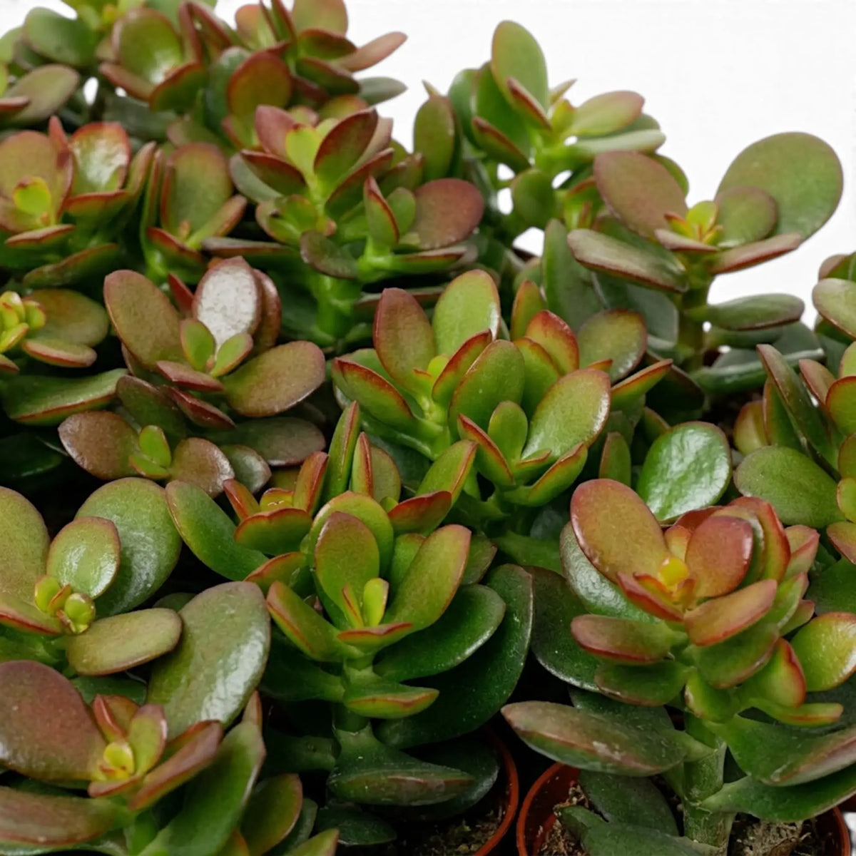 Close-up of Crassula ovata 'Minor' with small glossy fleshy leaves arranged in opposite pairs