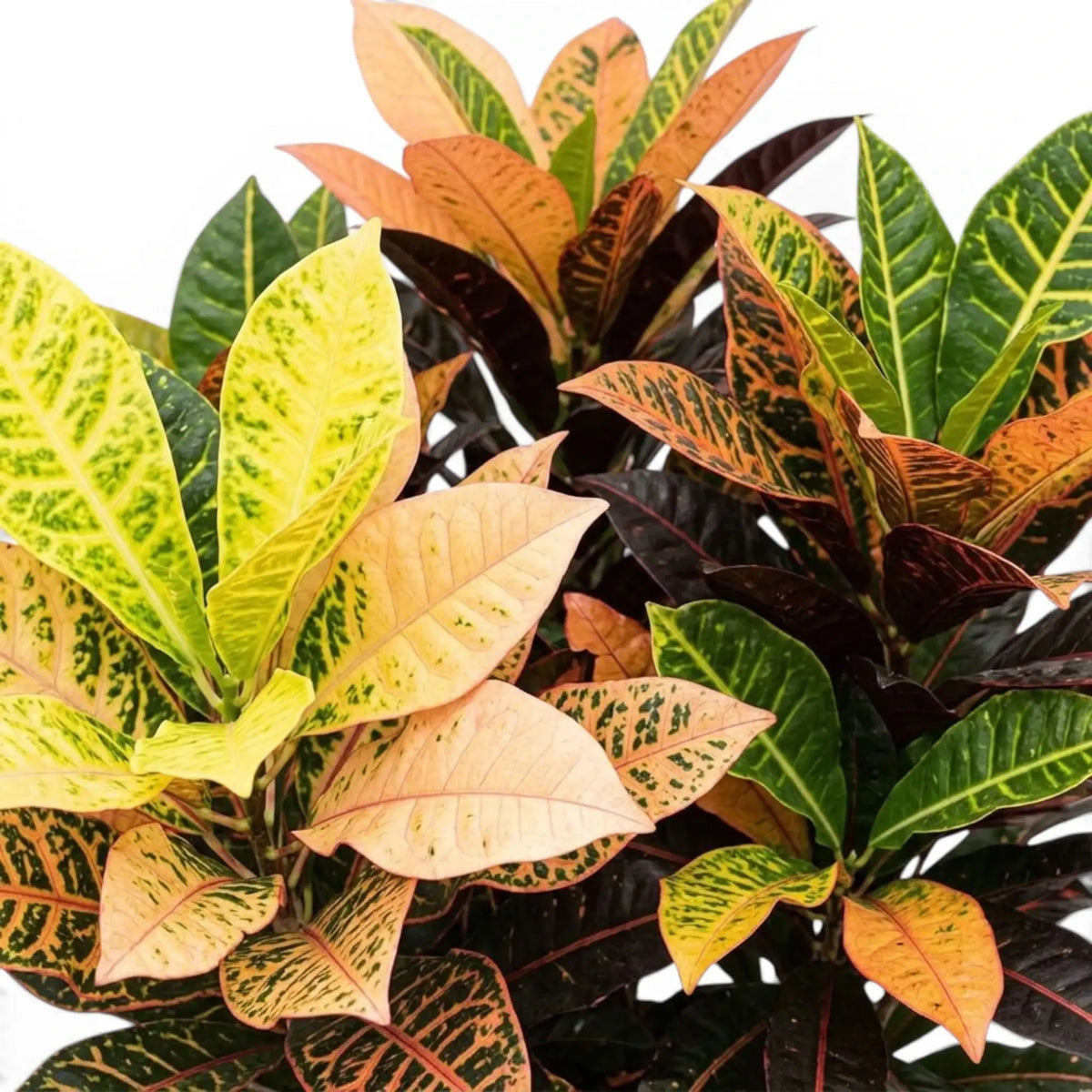 Croton 'Mrs. Iceton' foliage close-up with cream, green and pink variegation