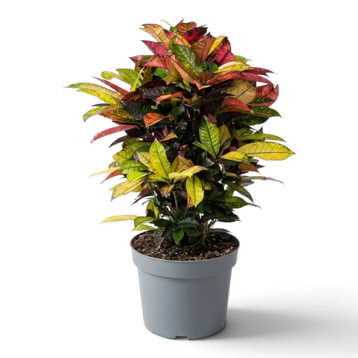 Croton 'Mrs. Iceton' with broad green, yellow-orange and burgundy leaves