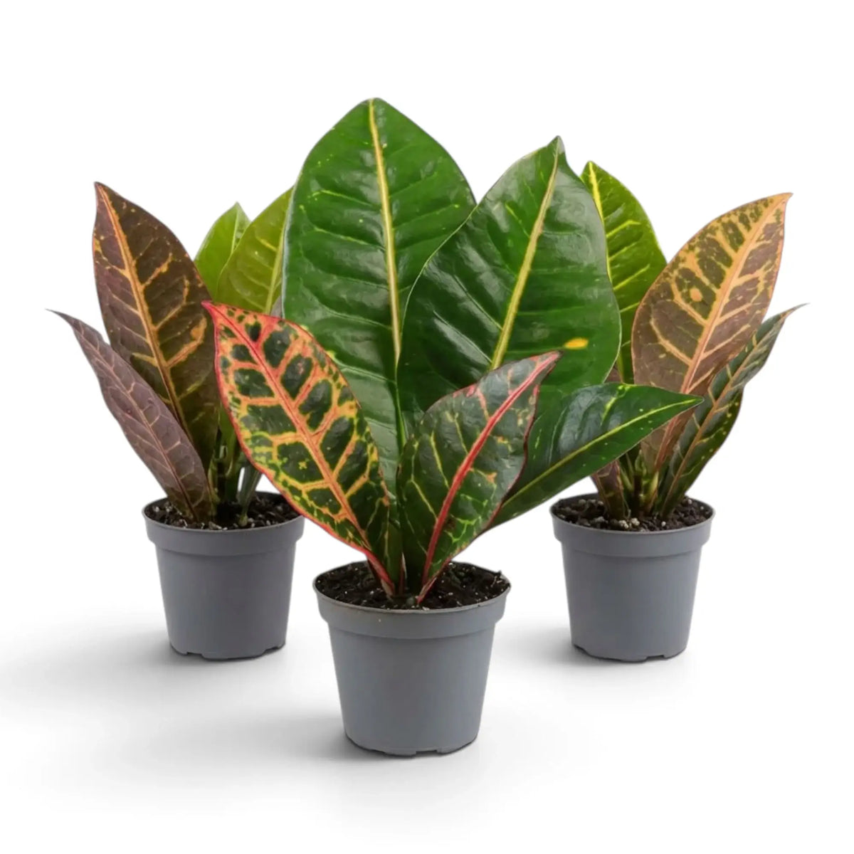 Three Baby Croton 'Petra' plants with glossy green leaves marked by yellow veins