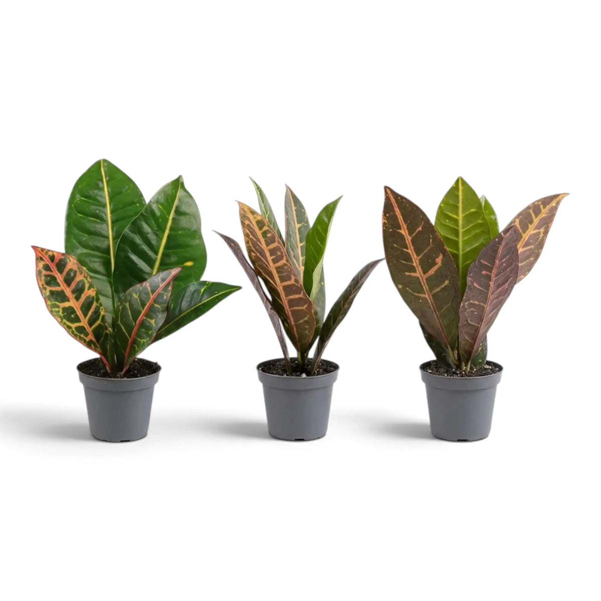 Three Baby Croton 'Petra' plants with broad glossy leaves and yellow, orange and red veining
