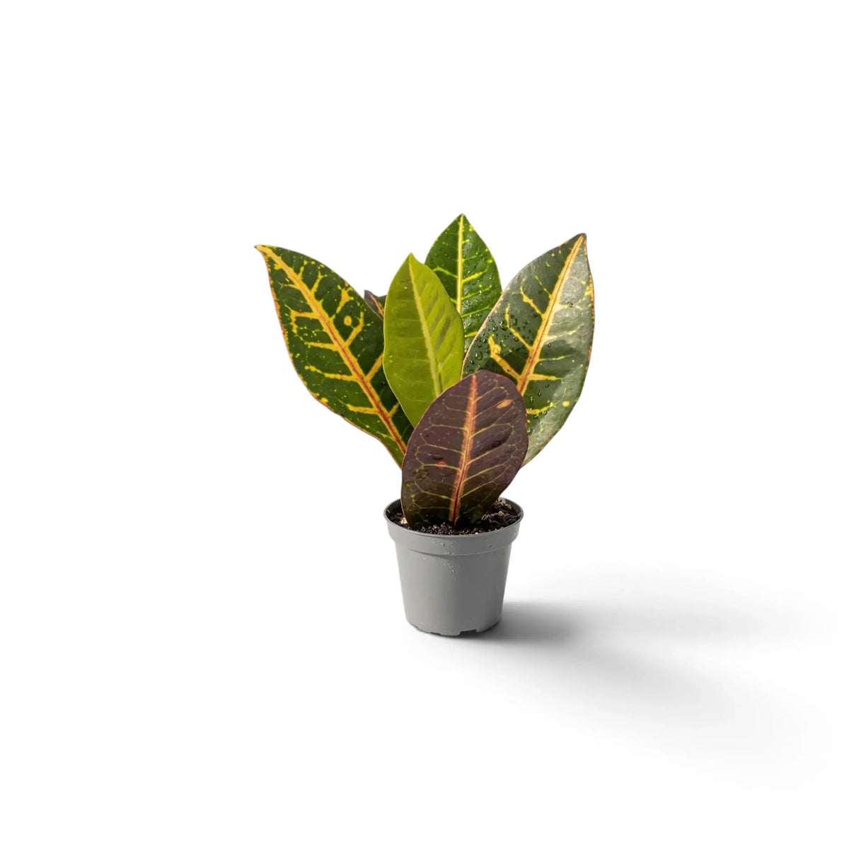 Baby Croton 'Petra' with green leaves patterned in yellow, orange and red