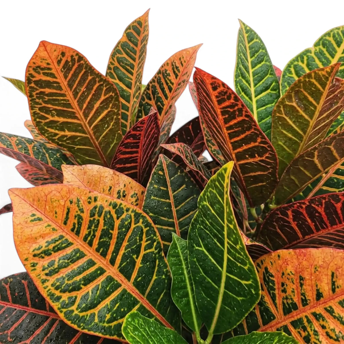 Croton 'Petra' foliage with green, yellow, orange and red variegation
