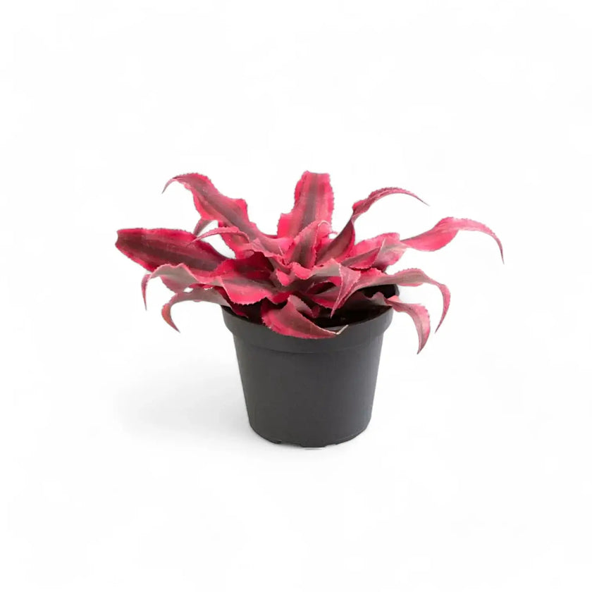 Cryptanthus bivittatus 'Super Pink' potted plant in nursery pot on white background.