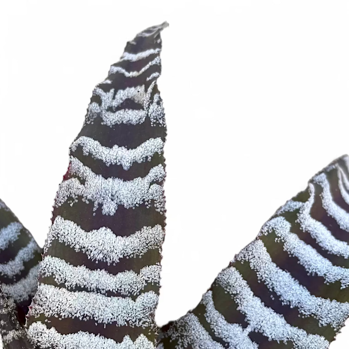 Cryptanthus zonatus leaf close-up on white background.
