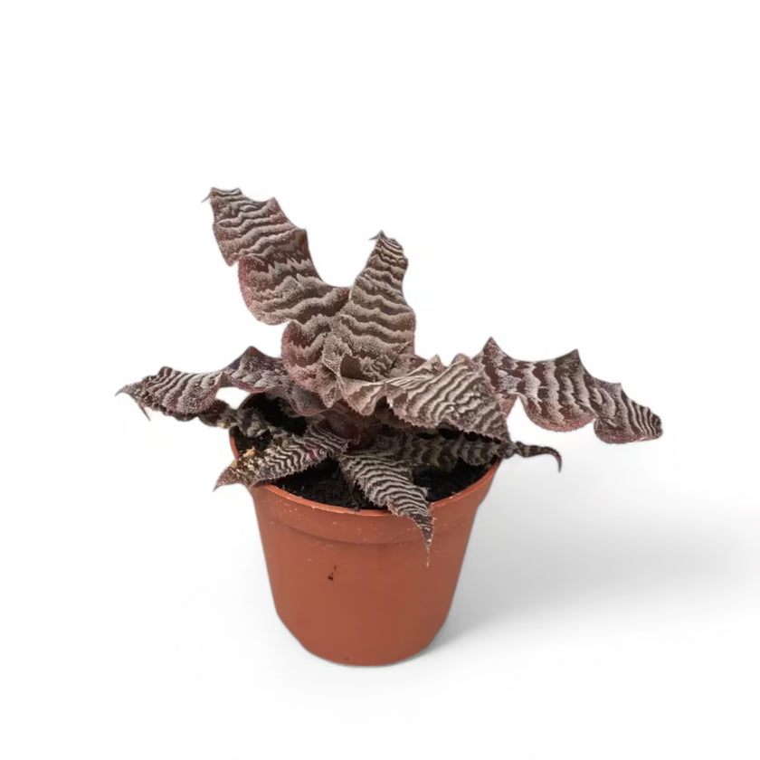 Cryptanthus zonatus potted plant in nursery pot on white background.