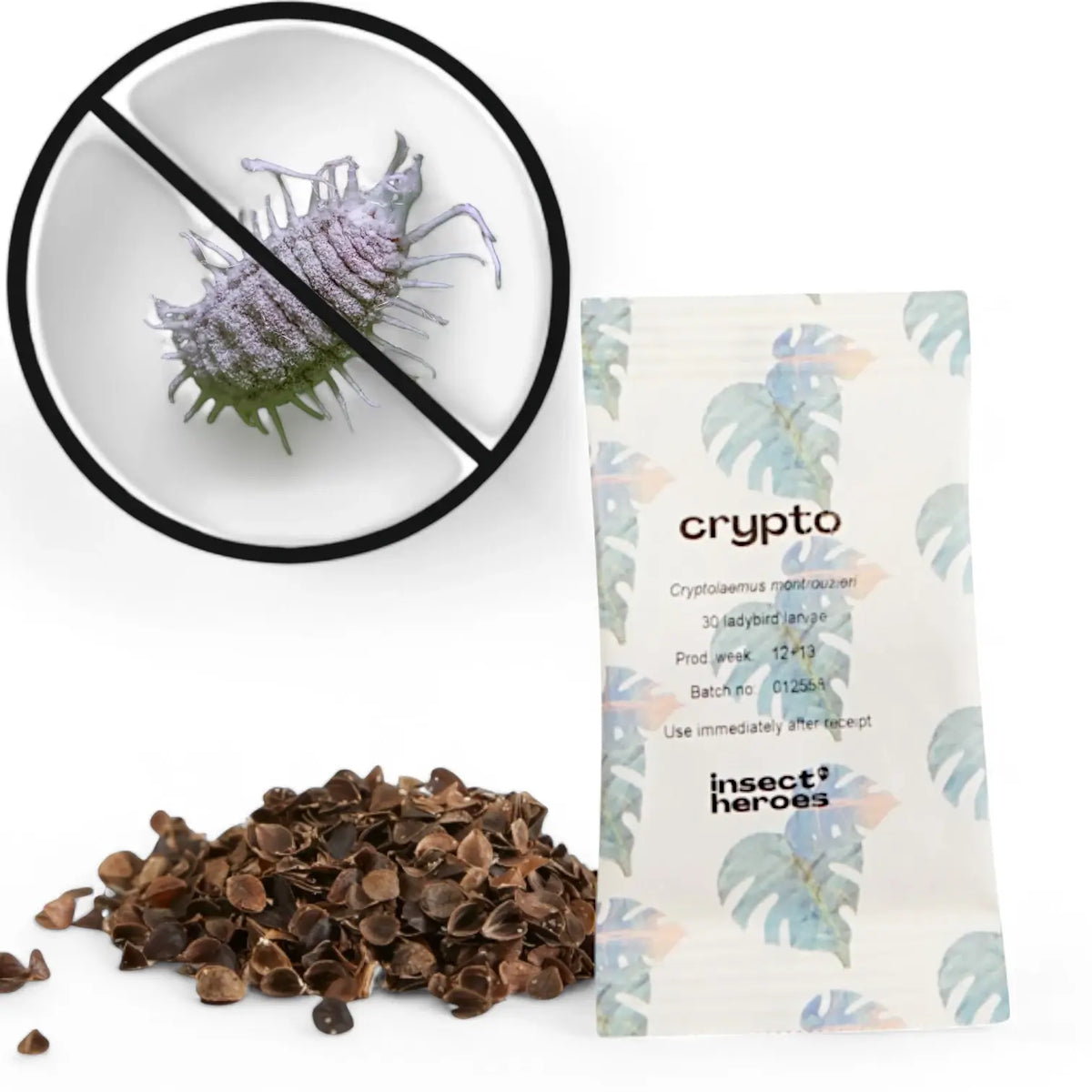 Cryptolaemus montrouzieri against Mealybugs main product photo on white background.