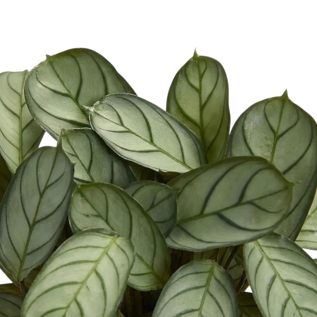 Close-up of Ctenanthe 'Amagris' grey-green leaves with fine dark veins and green margins