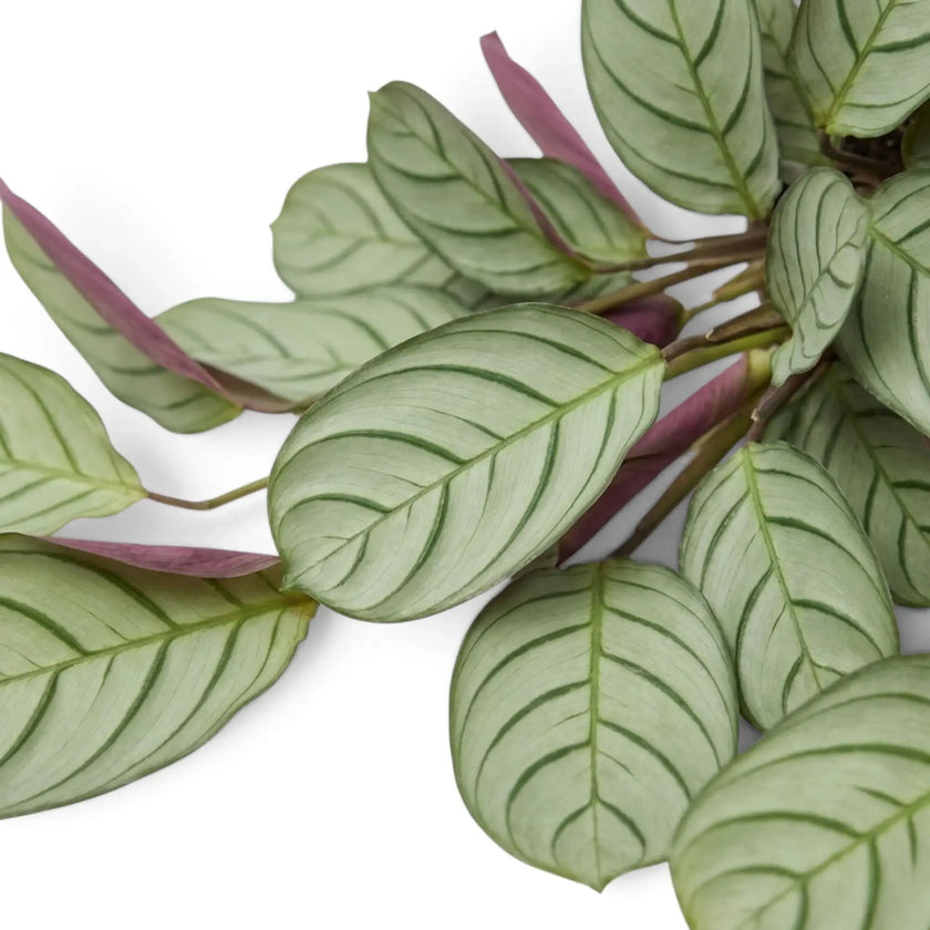 Ctenanthe 'Amagris' foliage detail showing its fine dark leaf pattern