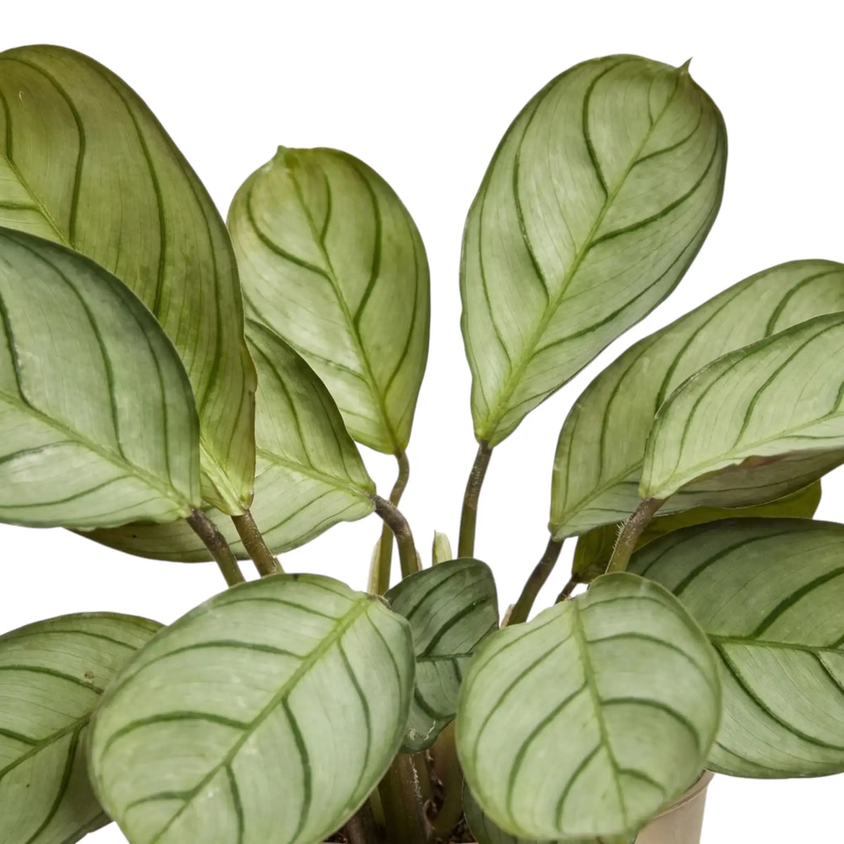 Close-up of narrow grey-green Ctenanthe 'Amagris' leaves with fine dark veining