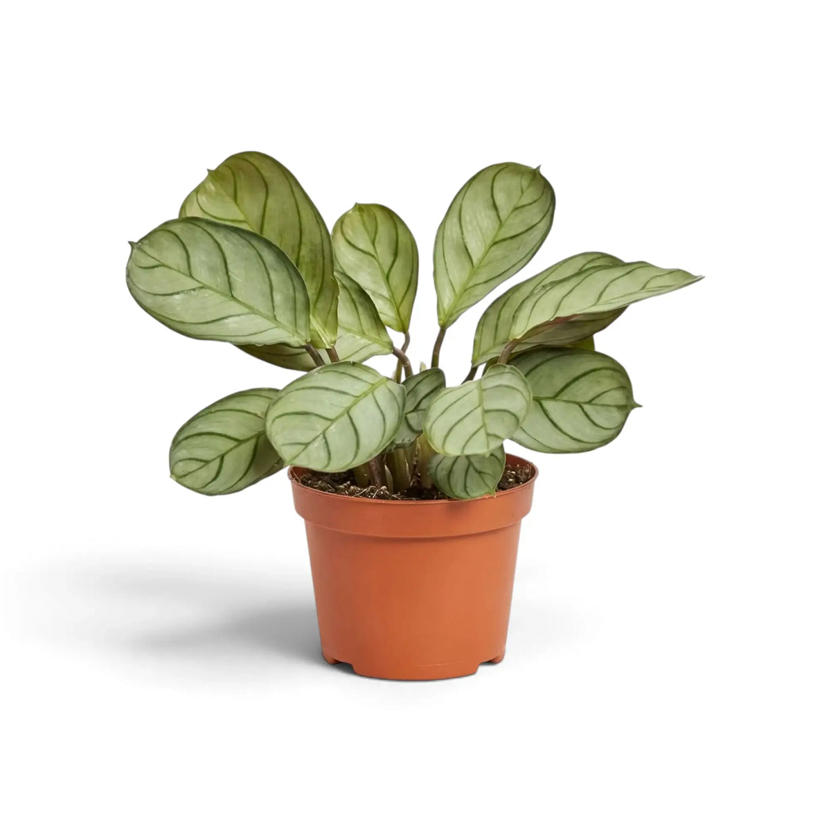 Potted Ctenanthe 'Amagris' showing a rounded clump of narrow grey-green patterned leaves