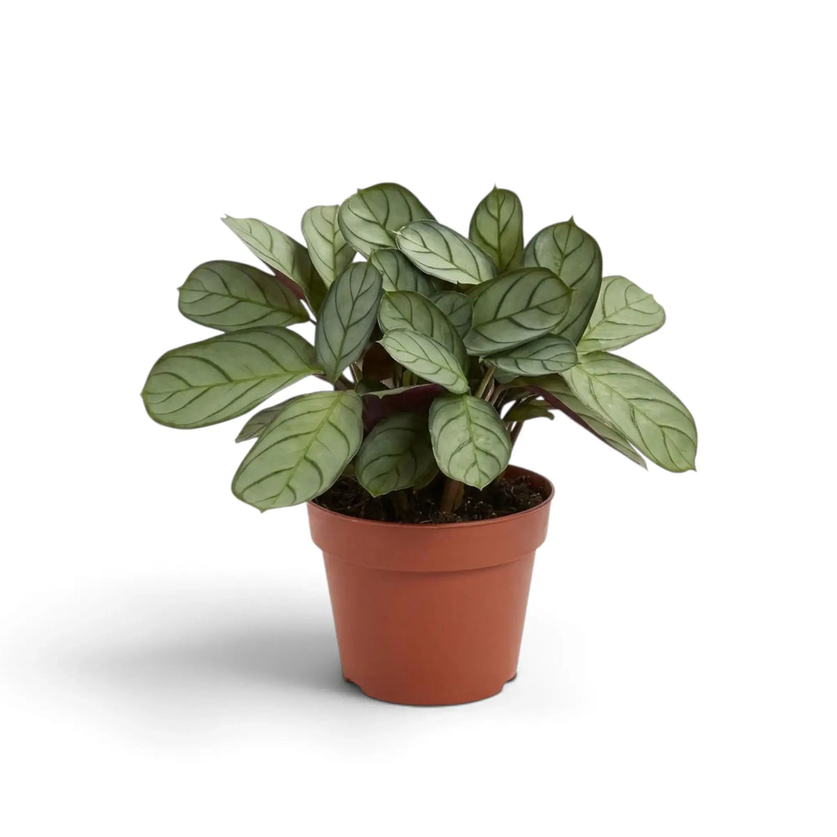Ctenanthe 'Amagris' plant with fine dark leaf veins and compact growth