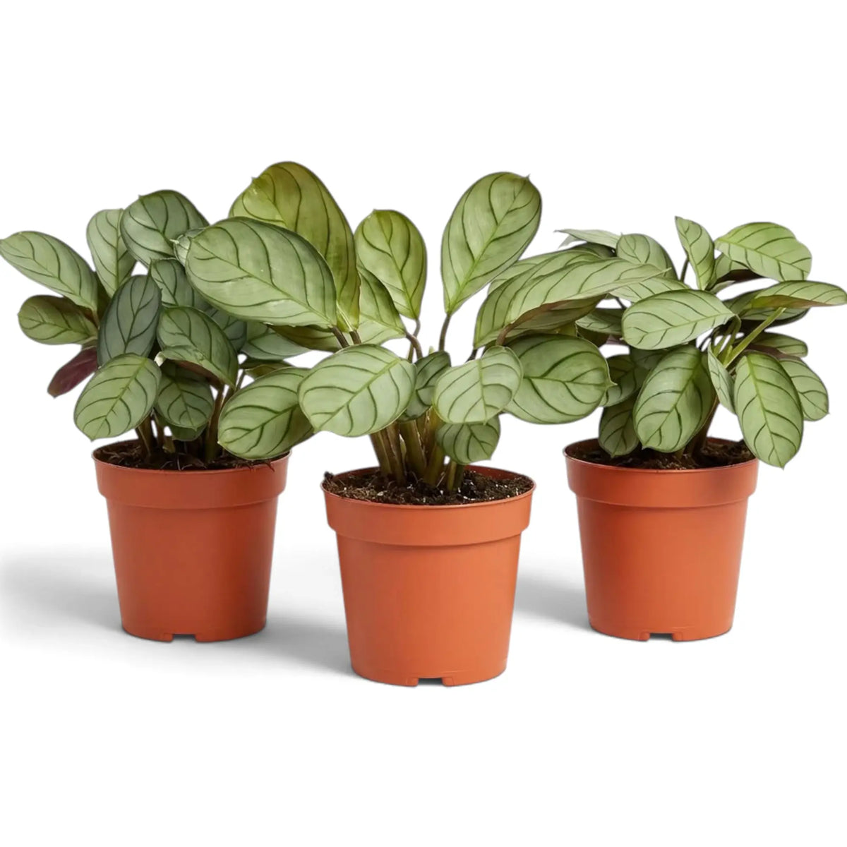 Ctenanthe 'Amagris' showing compact growth and finely veined grey-green leaves