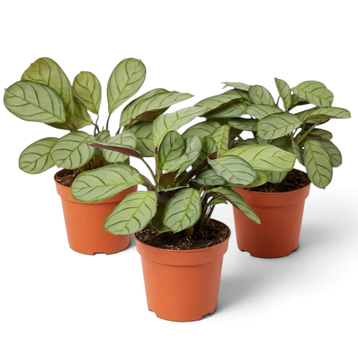 Potted Ctenanthe 'Amagris' with narrow oval leaves marked by fine dark green veins