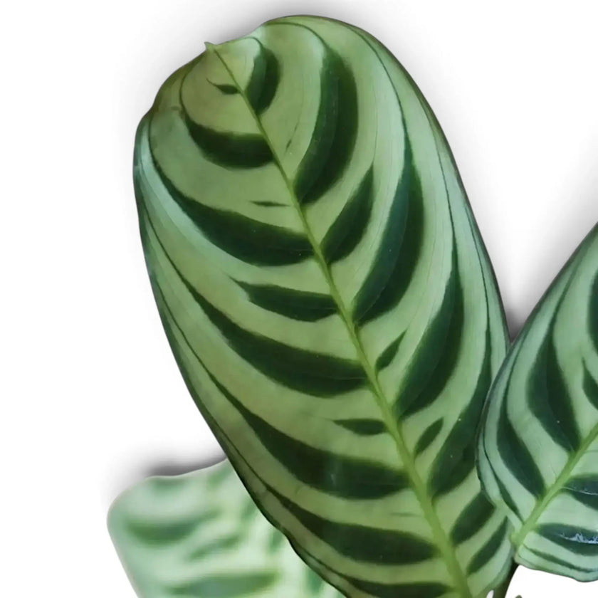 Ctenanthe burle-marxii foliage detail showing dark green bands along the veins