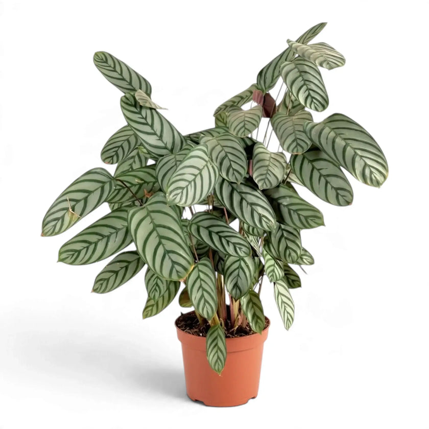 Full Ctenanthe 'Compactstar' in a terracotta-coloured pot, with pale striped leaves fanning outward