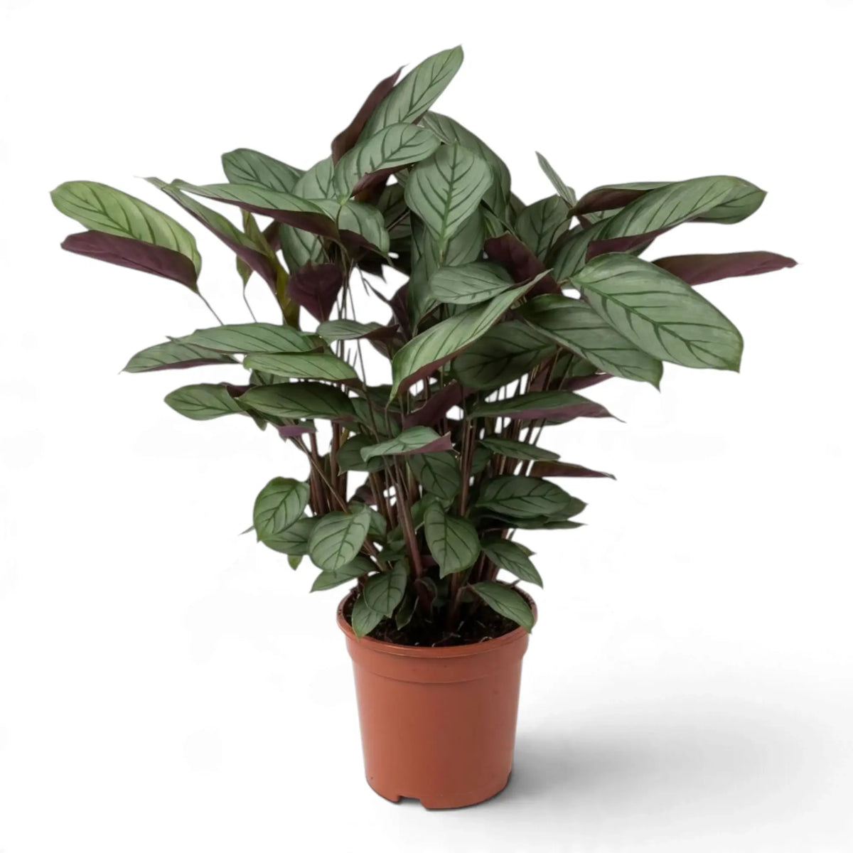Potted Ctenanthe 'Compactstar' seen from the side, with upright leaves and purple undersides