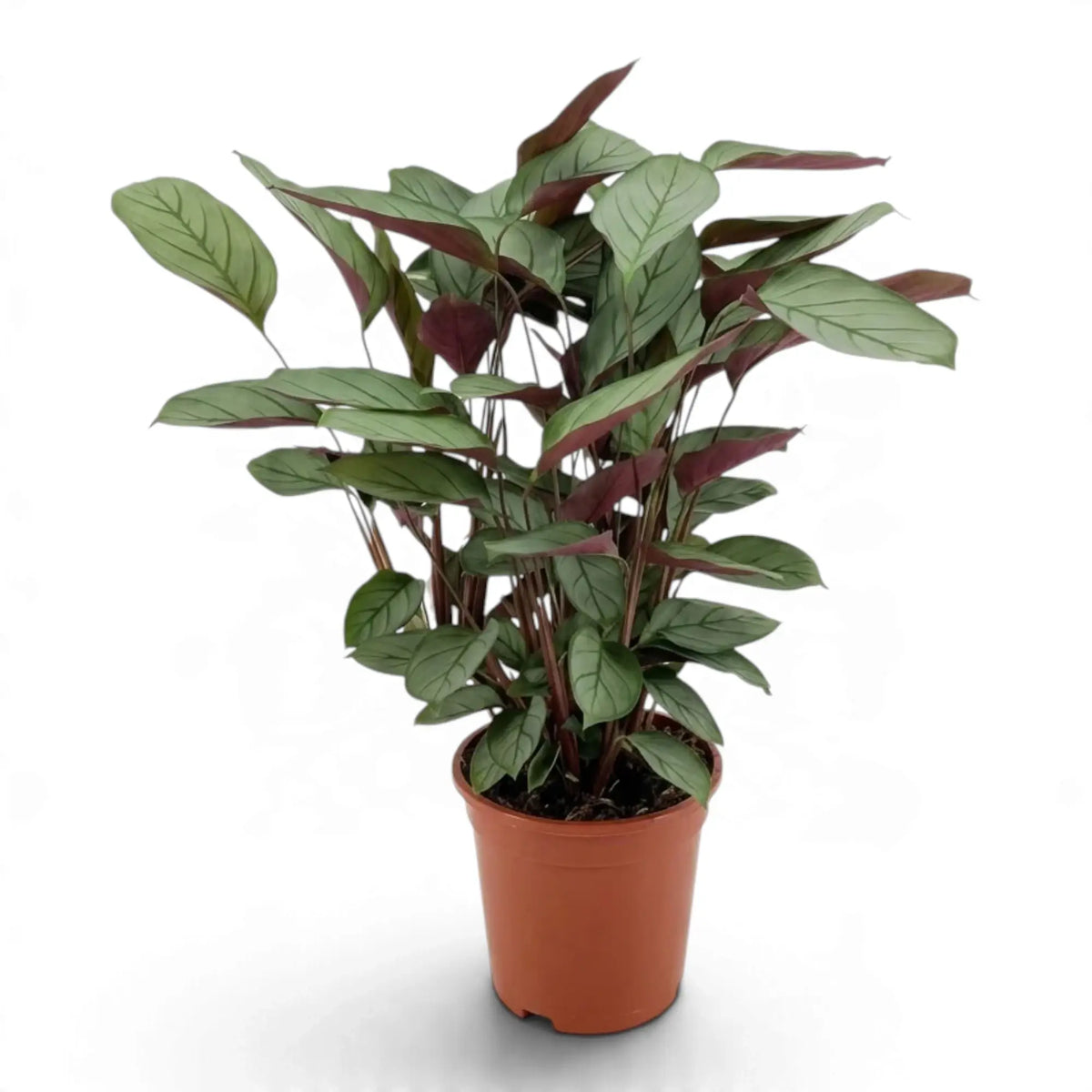 Upright Ctenanthe 'Compactstar' in an orange nursery pot with patterned leaves and maroon undersides