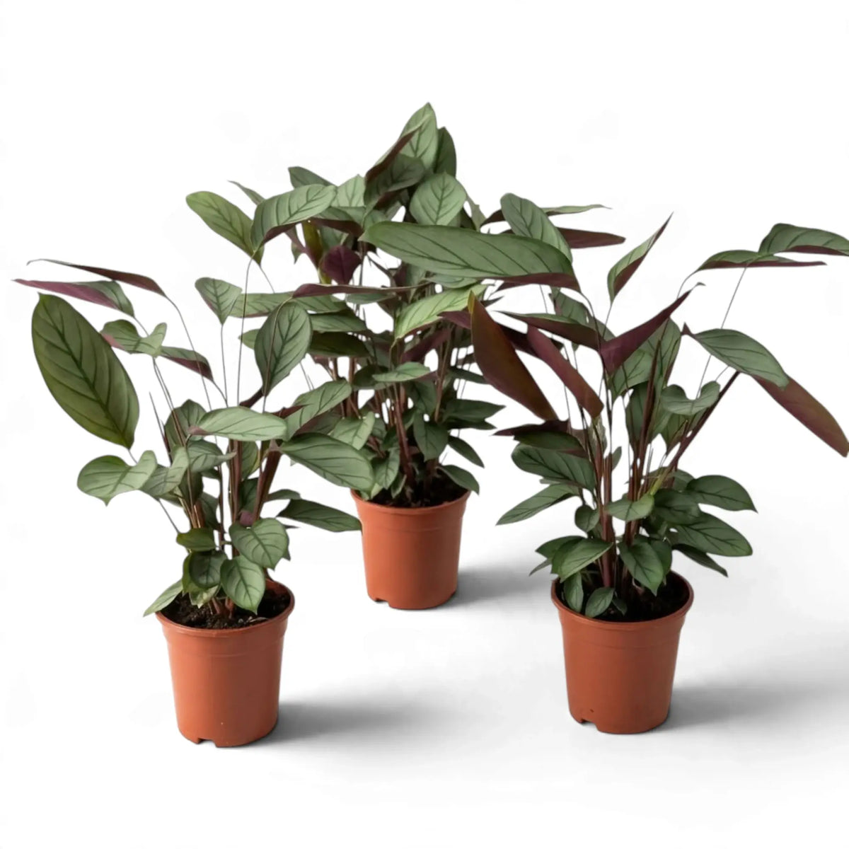 Three Ctenanthe 'Compactstar' plants with burgundy-backed leaves above green-striped foliage