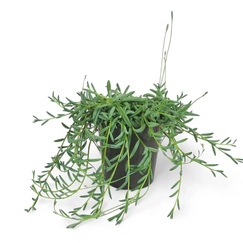 Curio hallianus potted plant in nursery pot on white background.