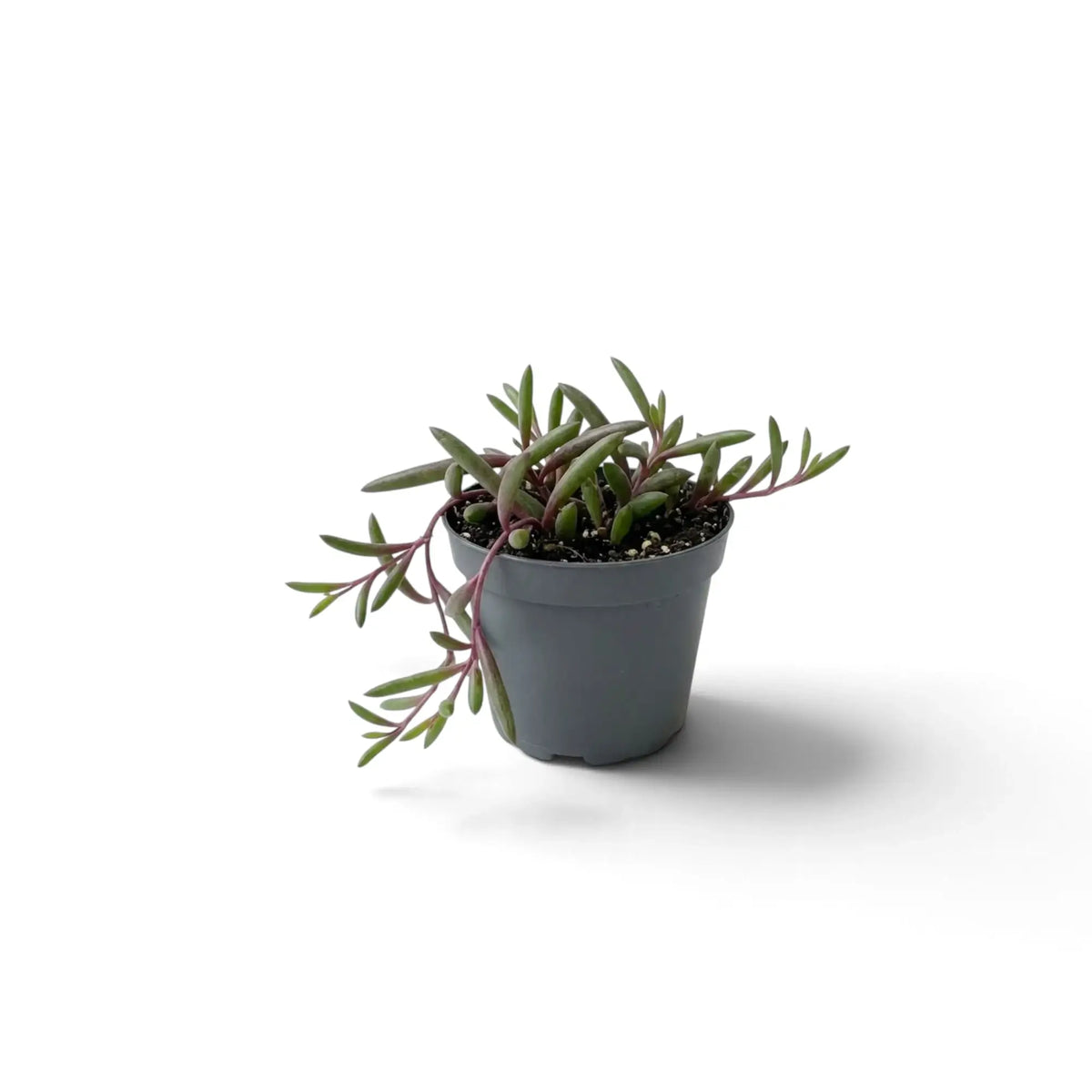 Potted Curio herreanus 'Purple Flush' with trailing purple stems draped down one side