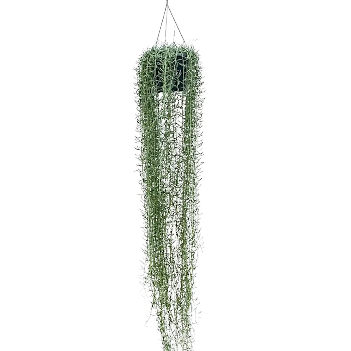 Curio radicans 'Blue Pickle' Zimmerpflanze im Anzuchttopf vor weißem Hintergrund, Produktfoto 3.