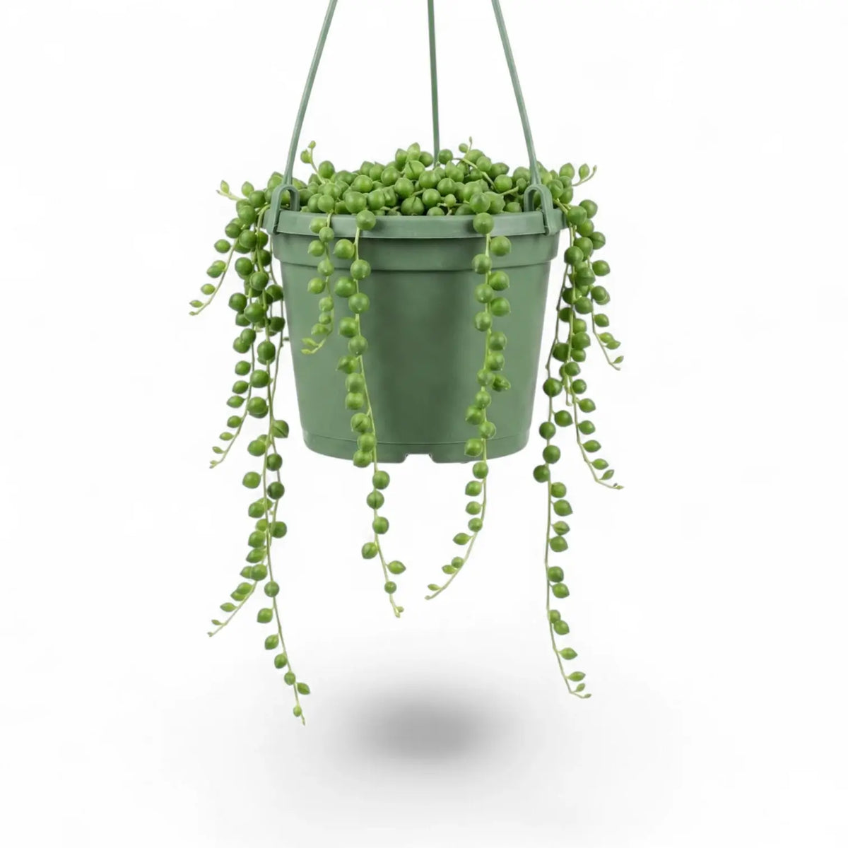Curio rowleyanus, also Senecio rowleyanus, String of pearls trailing plant in a hanging pot.