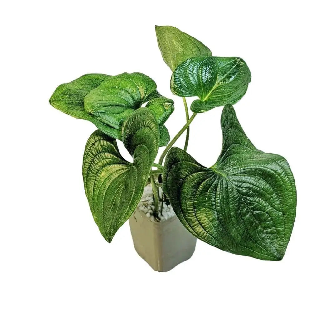 Cyanastrum cordifolium