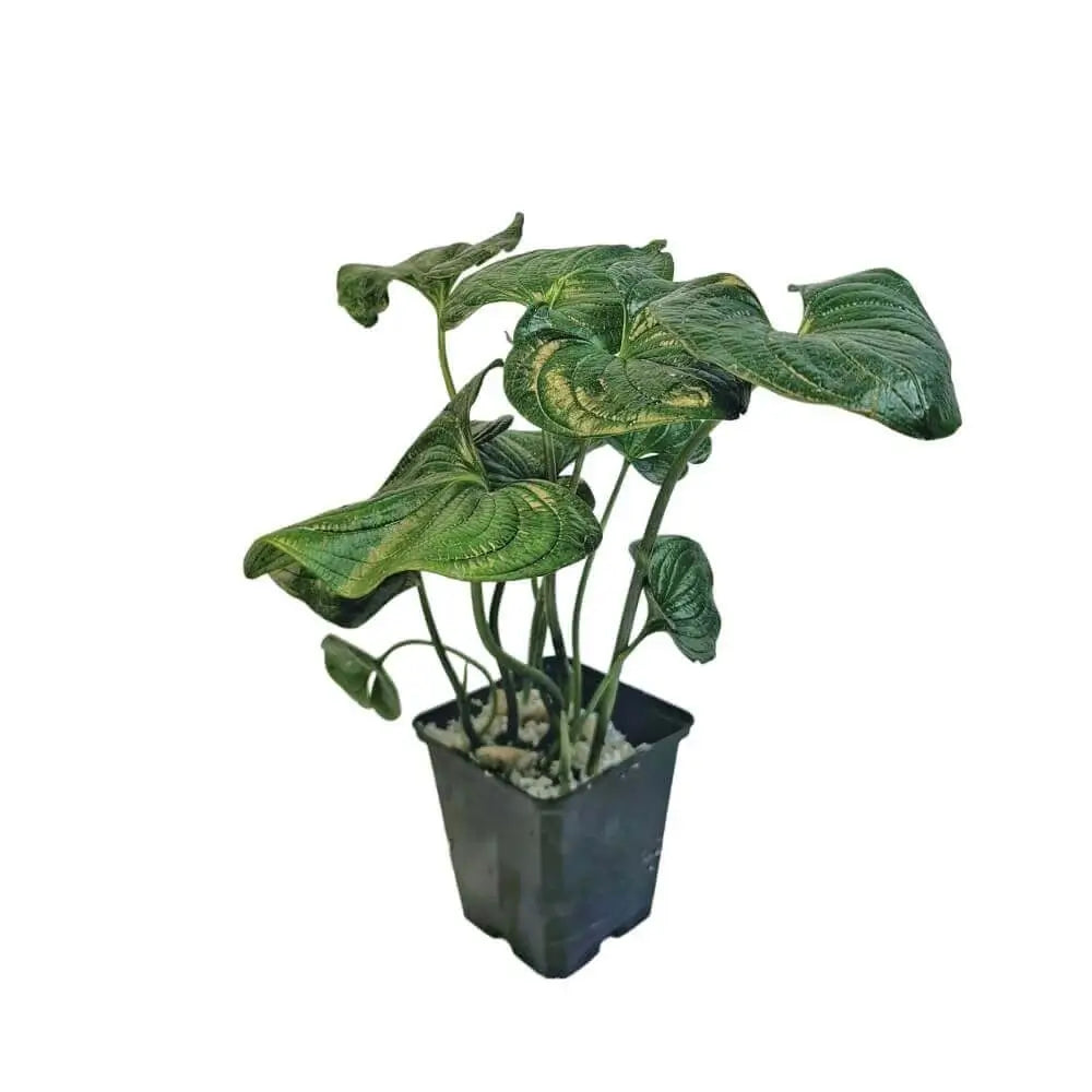 Cyanastrum cordifolium