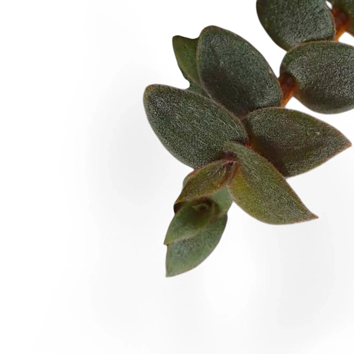 Cyanotis beddomei ‘Brown Hill’ leaf close-up on white background.