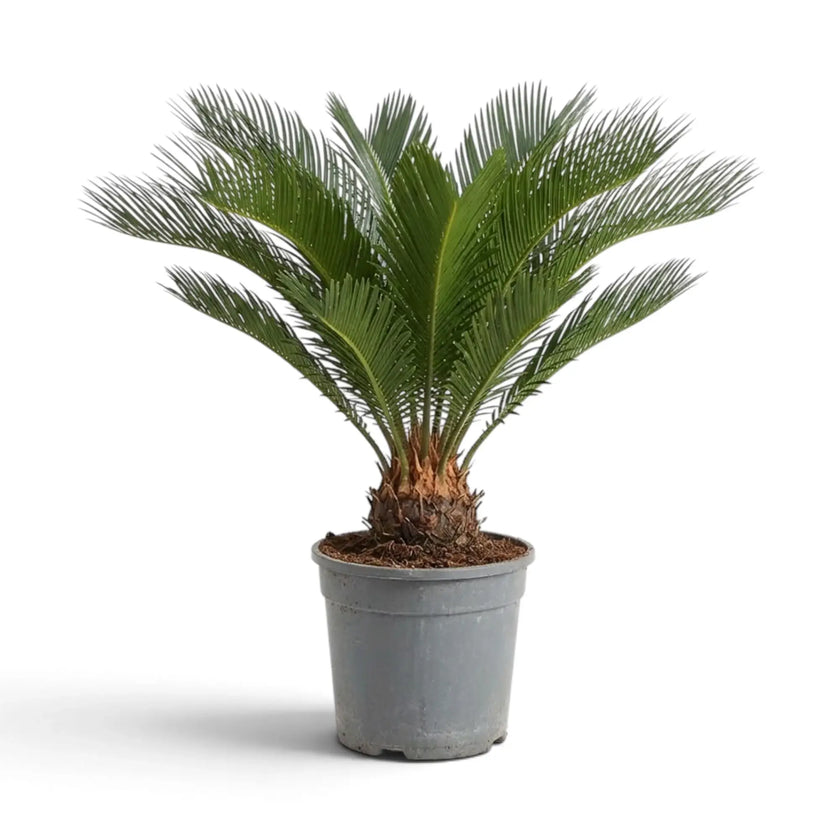 Large Cycas revoluta sago palm with a broad crown of arching green fronds