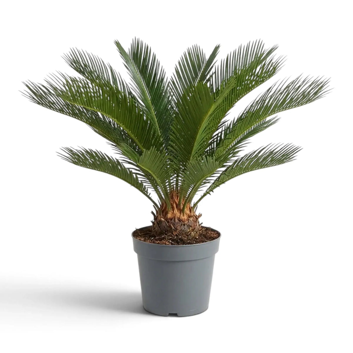 Large Cycas revoluta showing stiff radial fronds above a thick textured trunk