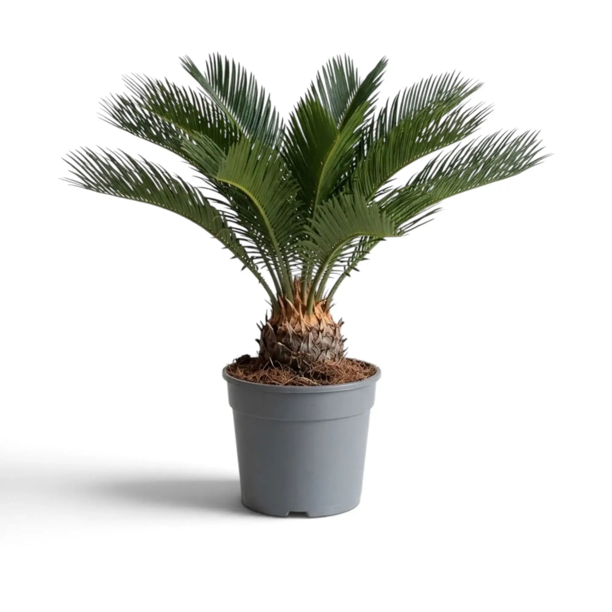 Potted Cycas revoluta viewed from the side, with a rounded crown and exposed woody base