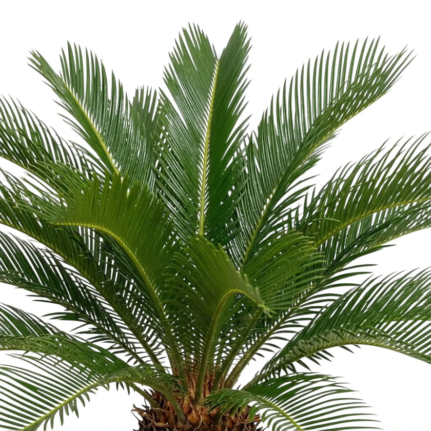 Top of a Cycas revoluta with dark green fronds radiating above its trunk