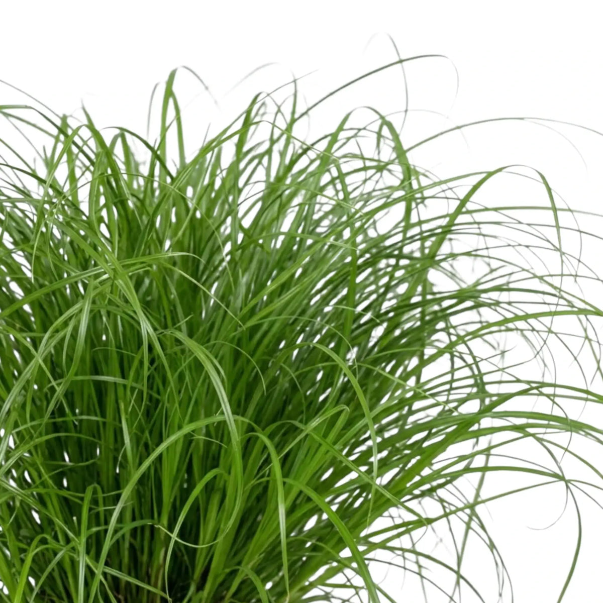Fine green blades of Cyperus 'Zumula' cat grass growing in a thick clump