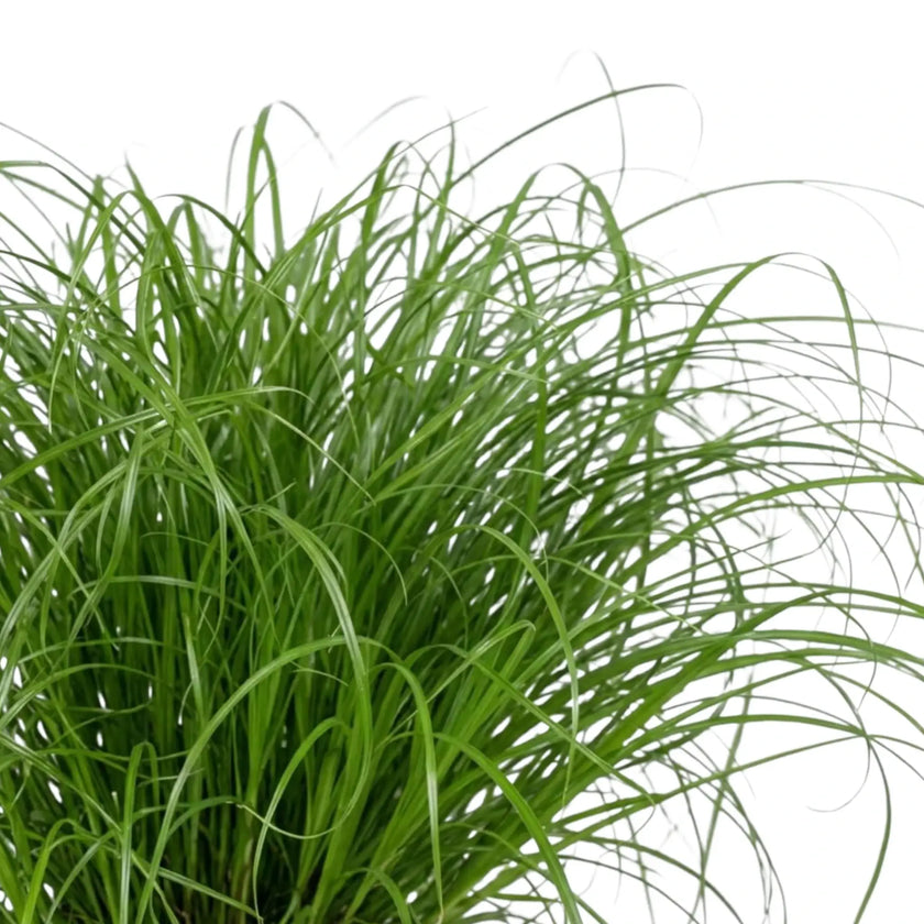 Fine green blades of Cyperus 'Zumula' cat grass growing in a thick clump