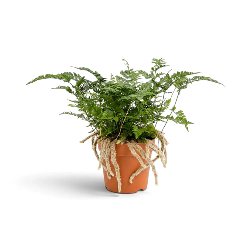 Compact Davallia tyermanii with arching fronds and exposed furry rhizomes
