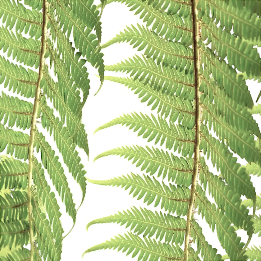 Dicksonia antarctica leaf close-up on white background.