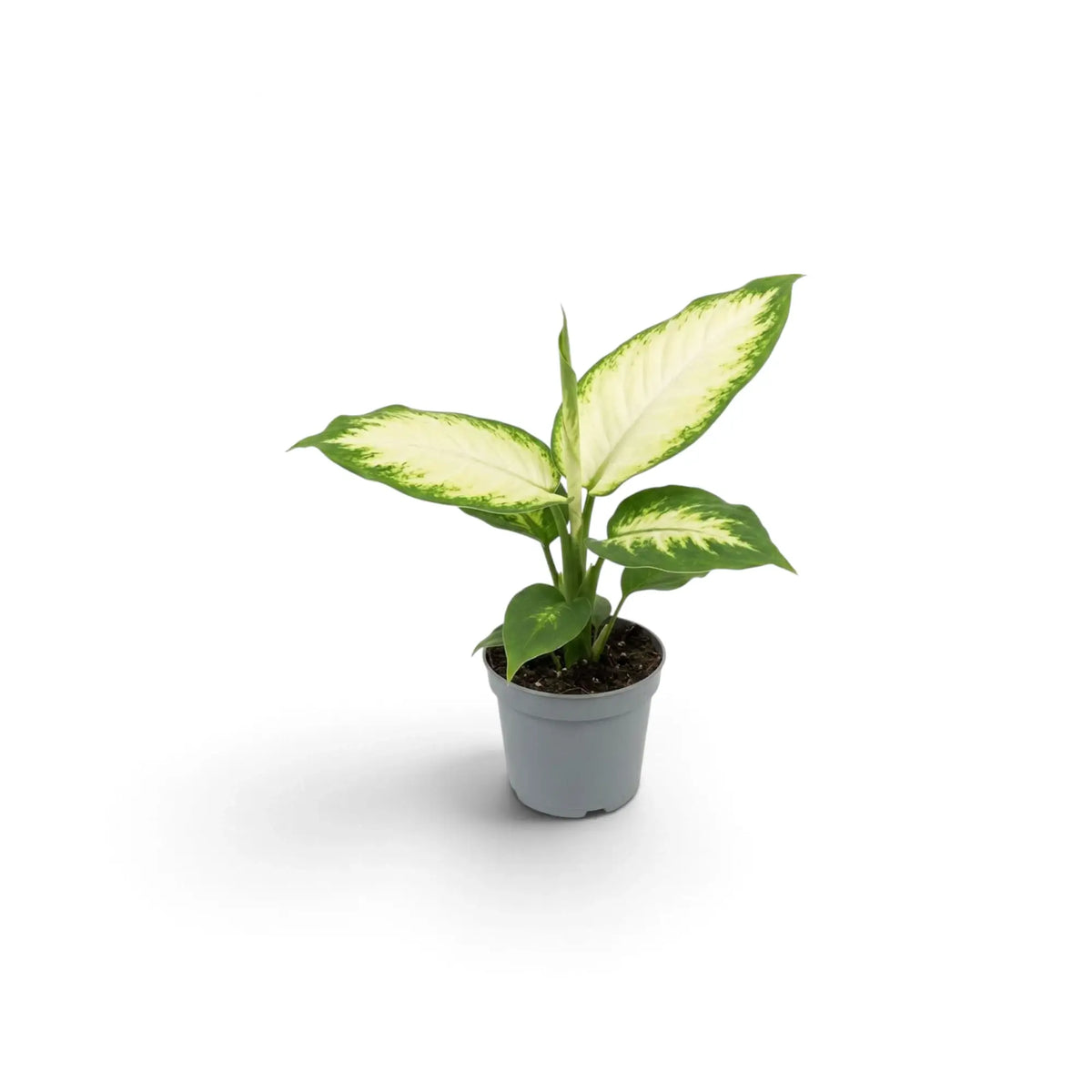 Dieffenbachia 'Camilla' baby plant with cream-centred green leaves in a small nursery pot