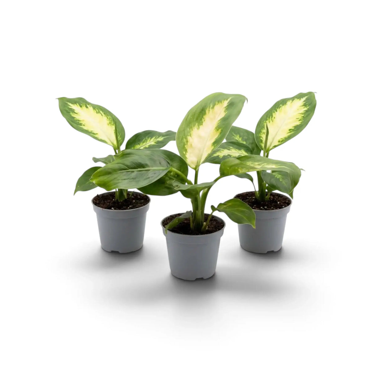 Dieffenbachia 'Camilla' baby plant with young oval leaves and creamy centres
