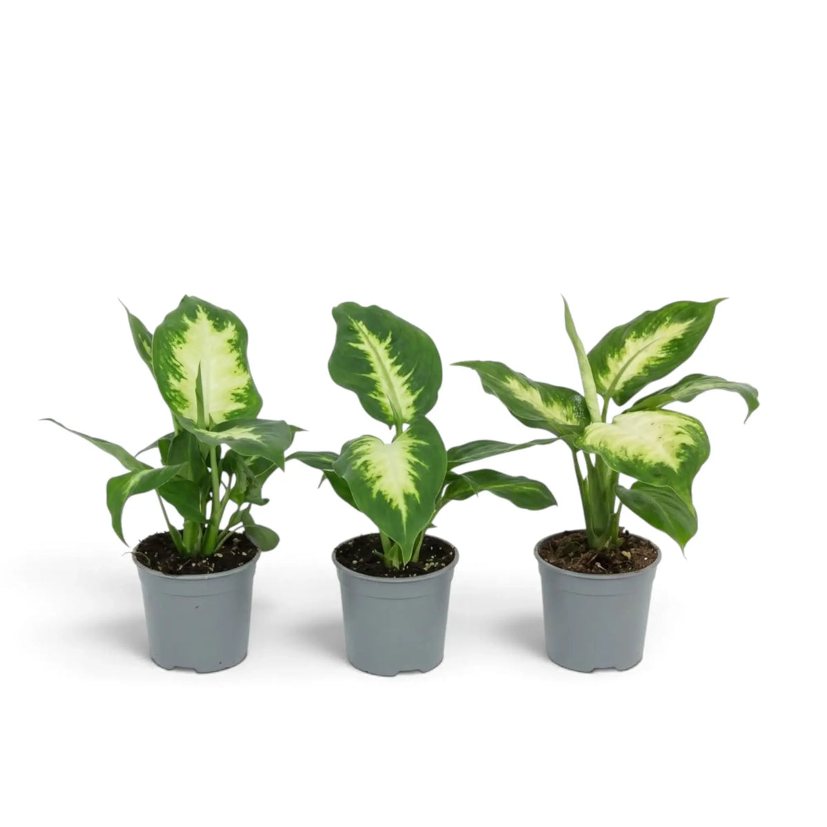 Potted baby Dieffenbachia 'Camilla' with compact growth and cream-centred green foliage