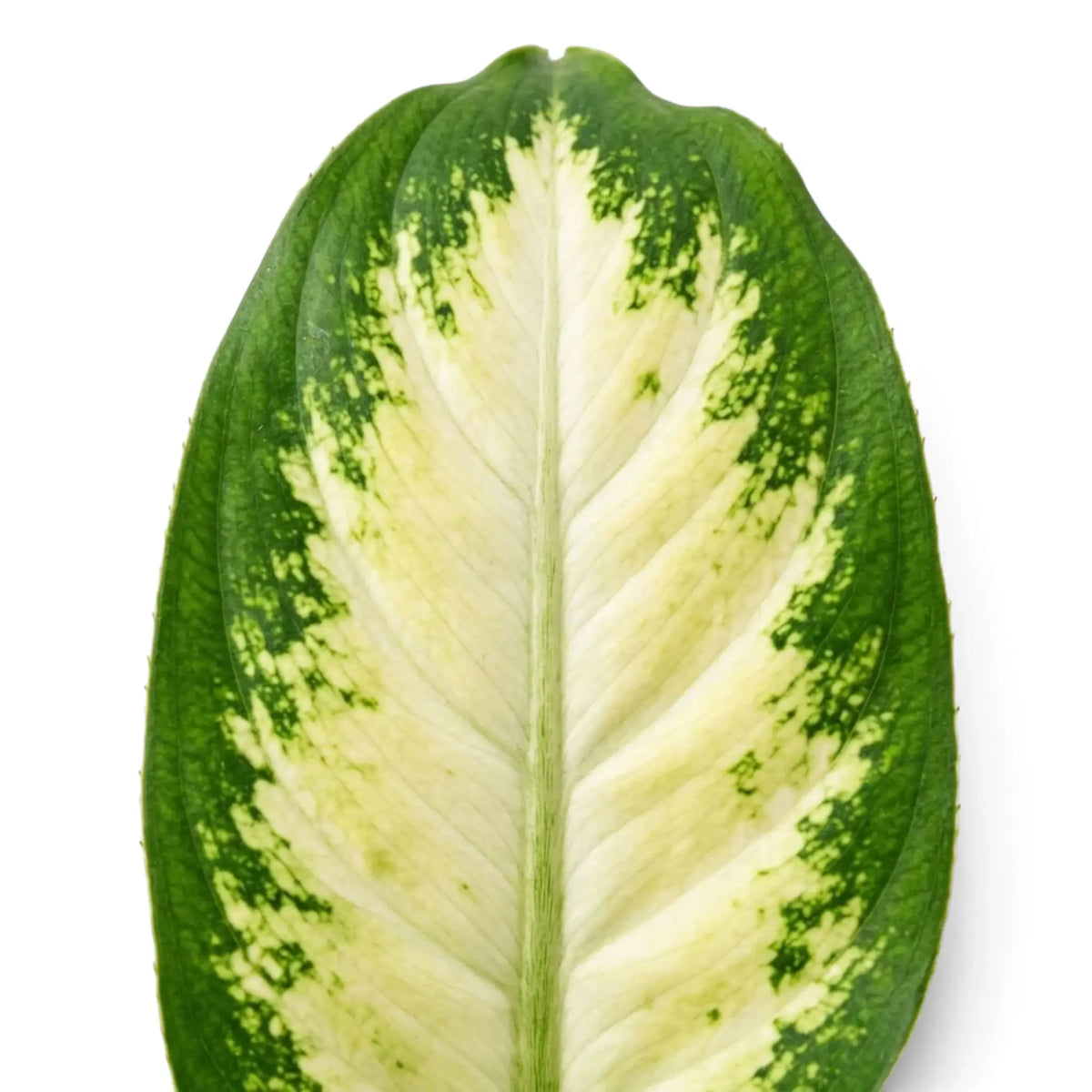 Dieffenbachia 'Camilla' leaf detail with cream variegation framed by green margins