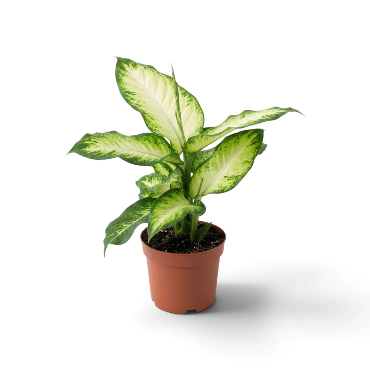 Compact Dieffenbachia 'Camilla' with closely packed variegated leaves in a nursery pot