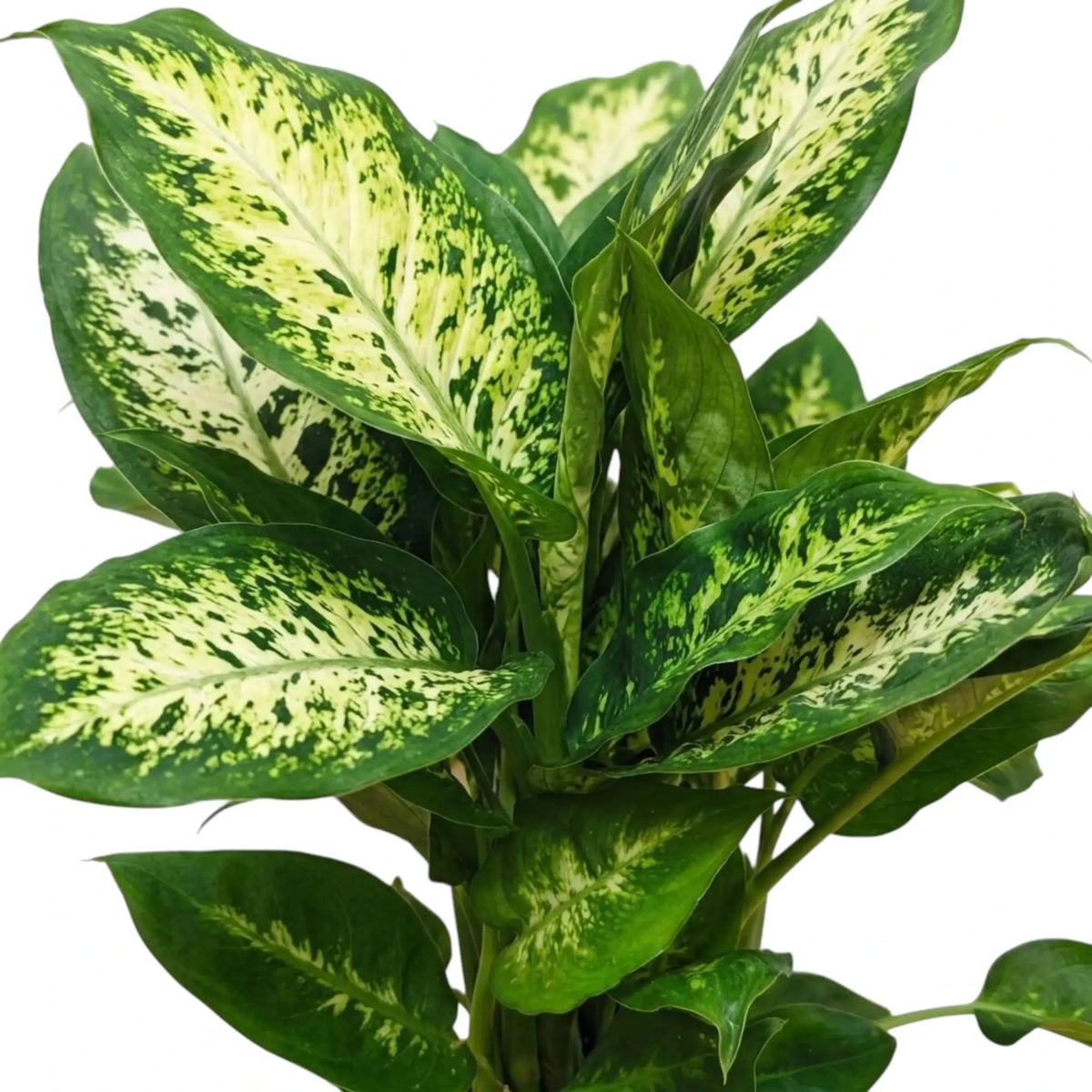 Dense Dieffenbachia 'Compacta' foliage with broad leaves mottled cream and green